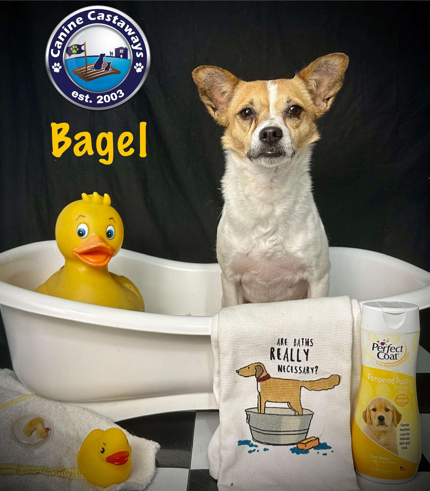 Bagel, an adopted mixed breed in Arcadia, FL image 6/6