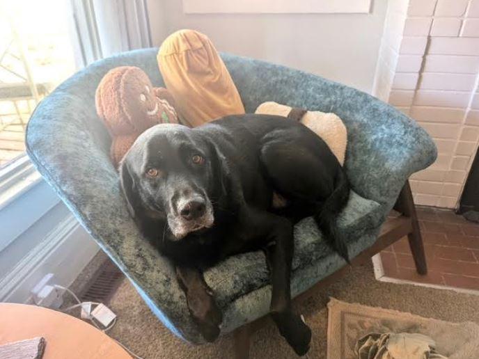 Caliber, Adoptable, Adult Male Labrador Retriever.