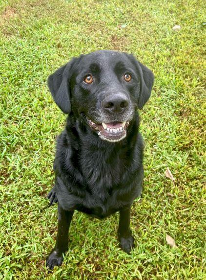 Caliber, a Adoptable Labrador Retriever in Mocksville, NC image 3/5