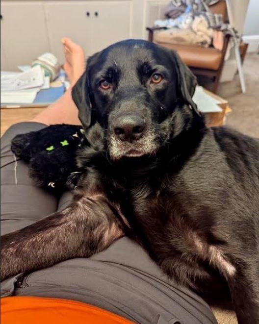 Caliber, a Adoptable Labrador Retriever in Mocksville, NC image 4/5