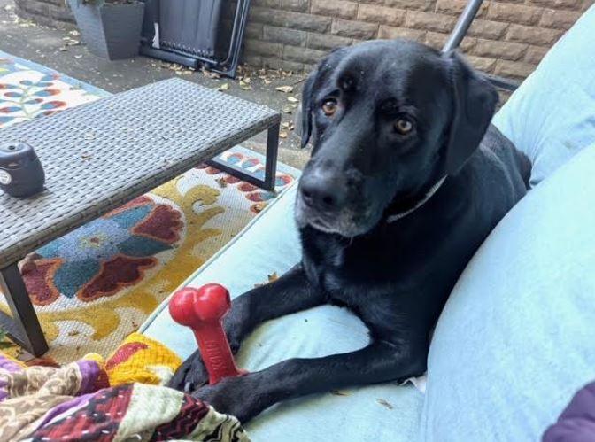 Enlarge Caliber, a Adoptable Labrador Retriever in Mocksville, NC image 5/6