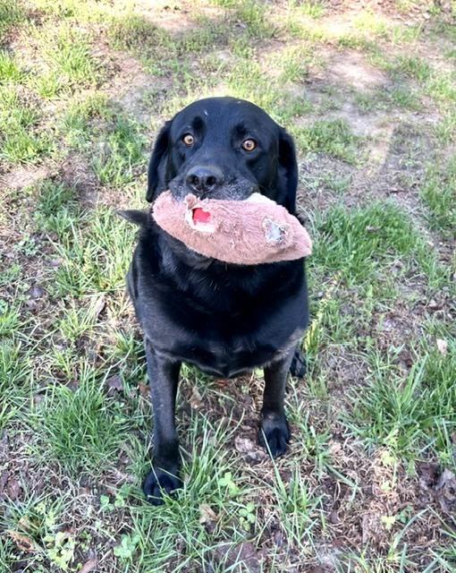 Enlarge Caliber, a Adoptable Labrador Retriever in Mocksville, NC image 5/6