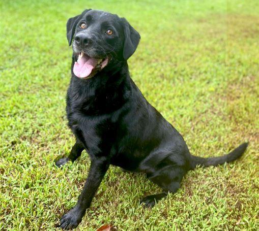 Caliber, a Adoptable Labrador Retriever in Mocksville, NC image 5/5