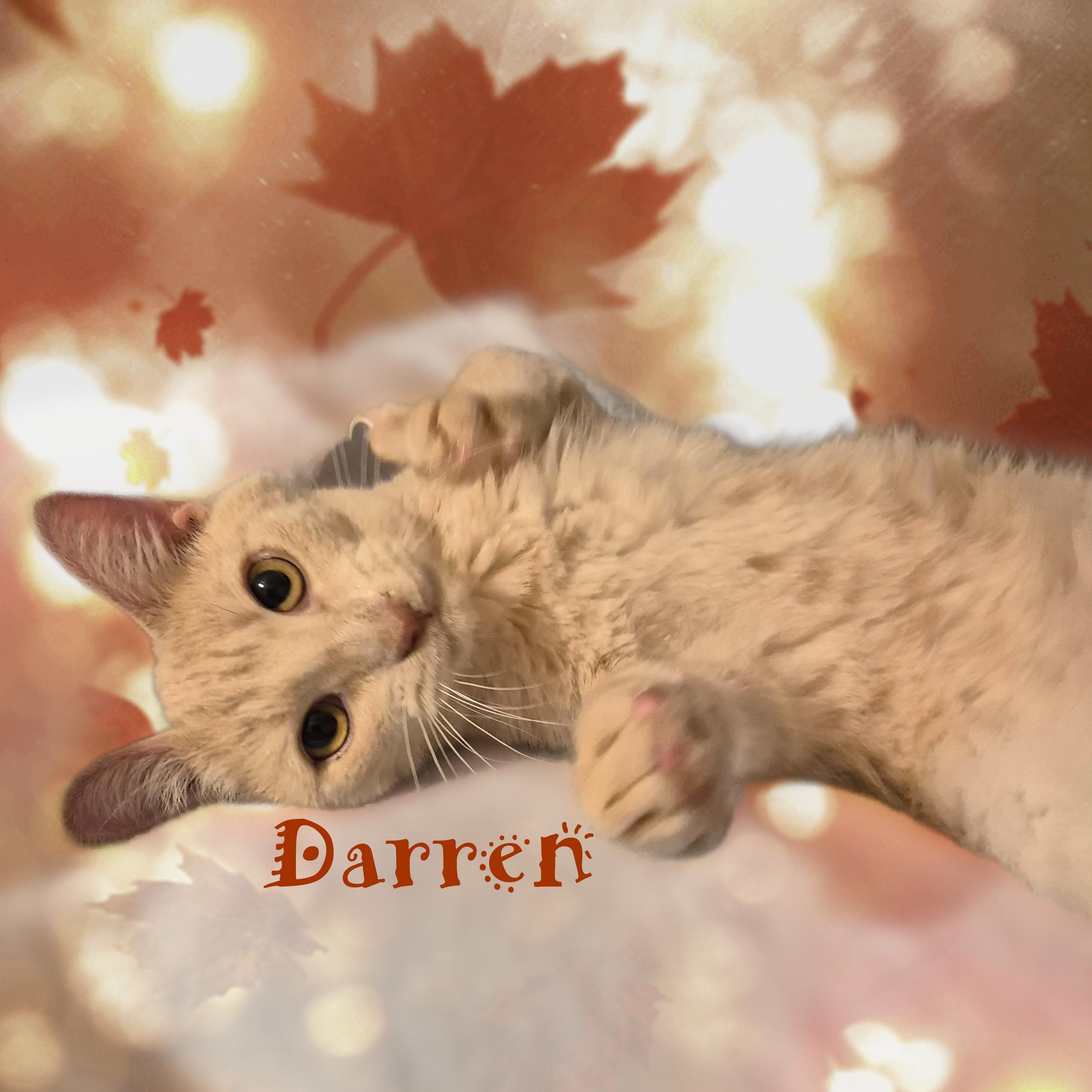 Darren, a ADOPTABLE Domestic Short Hair in Charlotte, NC image 1/4