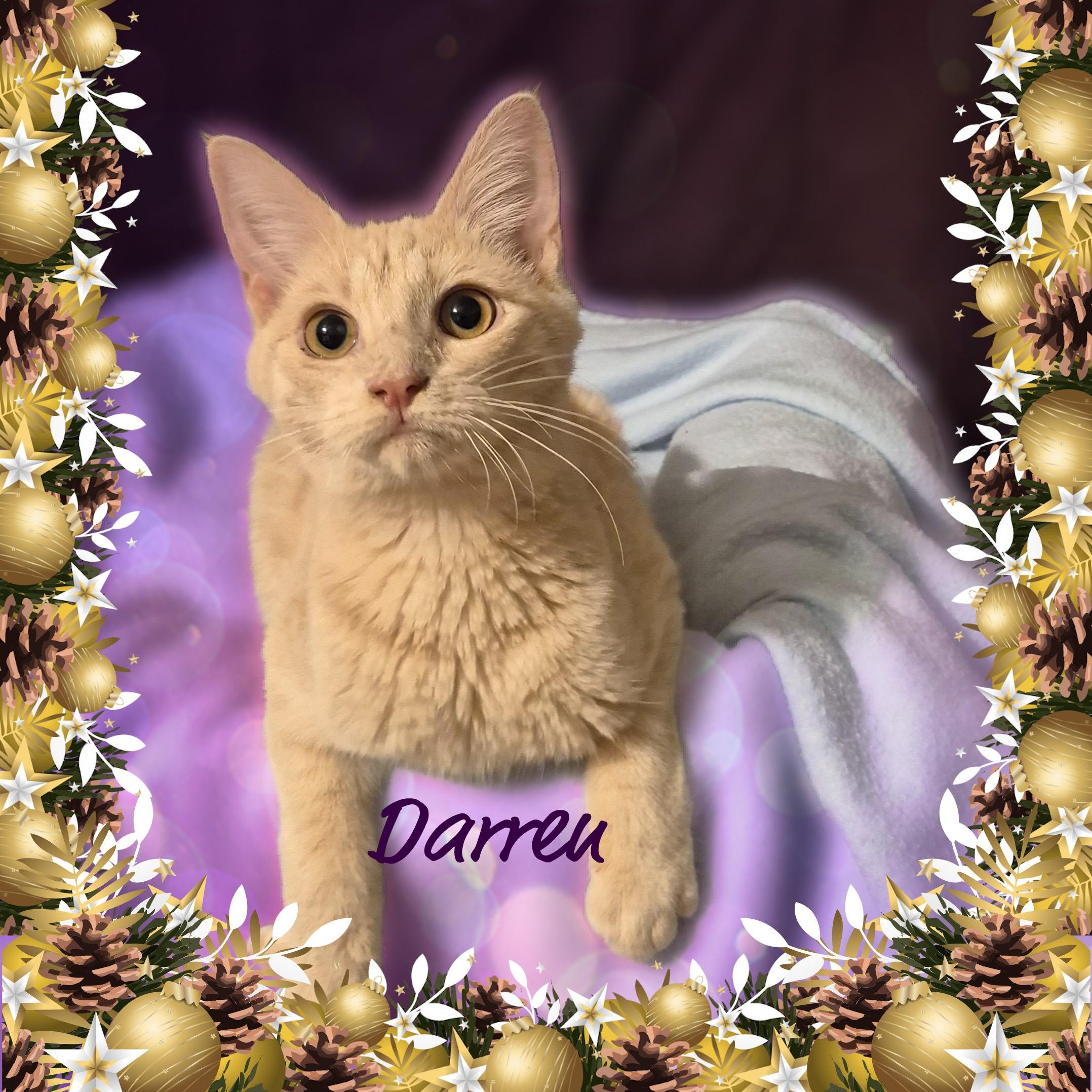 Darren, a ADOPTABLE Domestic Short Hair in Charlotte, NC image 4/4