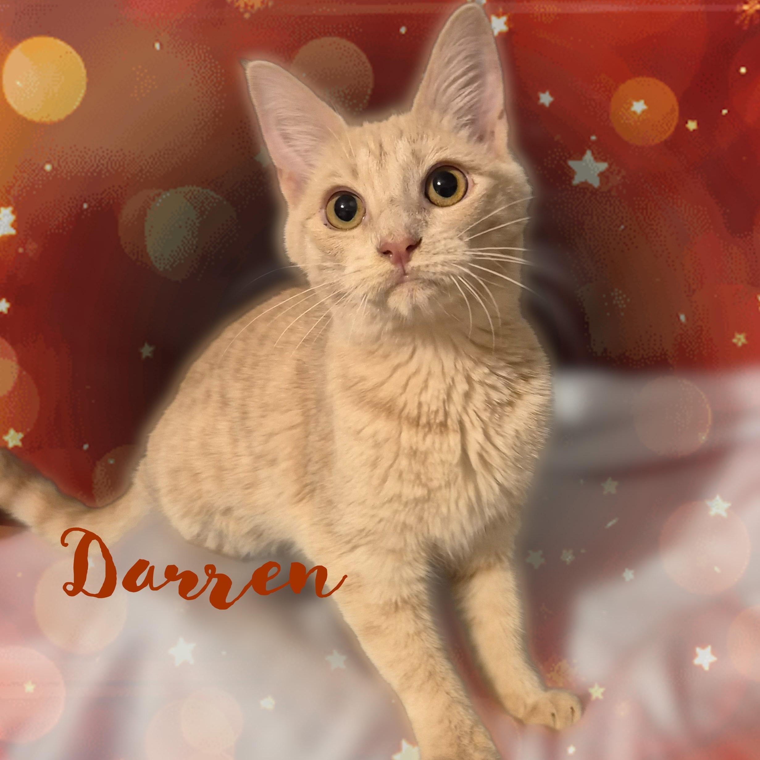 Darren, a ADOPTABLE Domestic Short Hair in Charlotte, NC image 3/4
