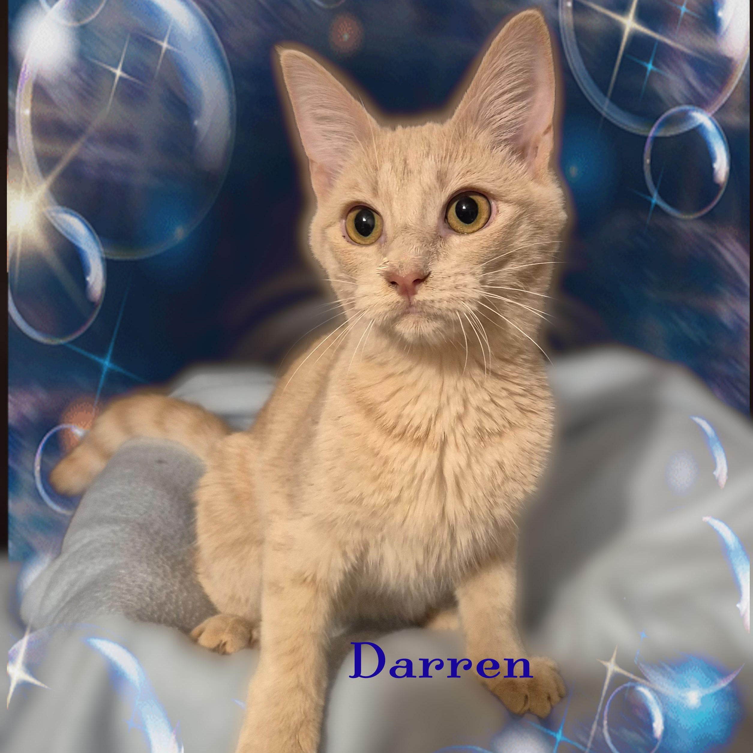 Darren, a ADOPTABLE Domestic Short Hair in Charlotte, NC image 2/4