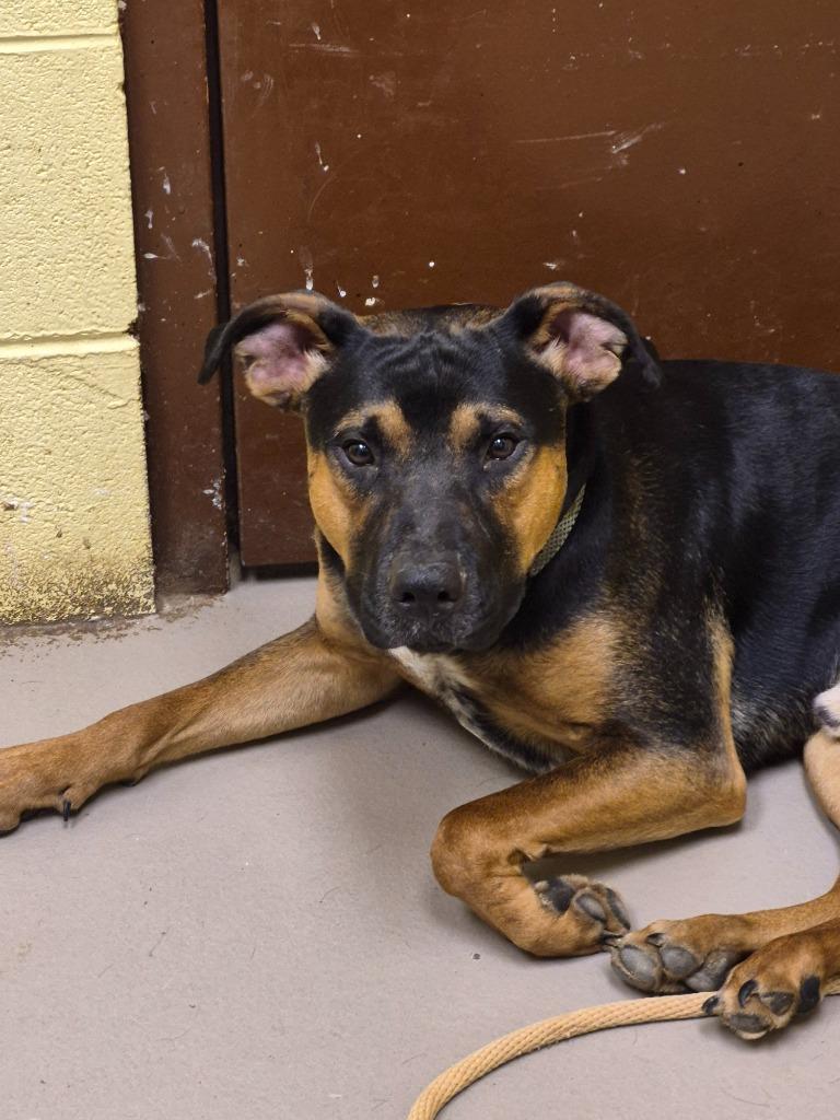 Enlarge TOBY, a Adoptable mixed breed in Crossville, TN image 1/1