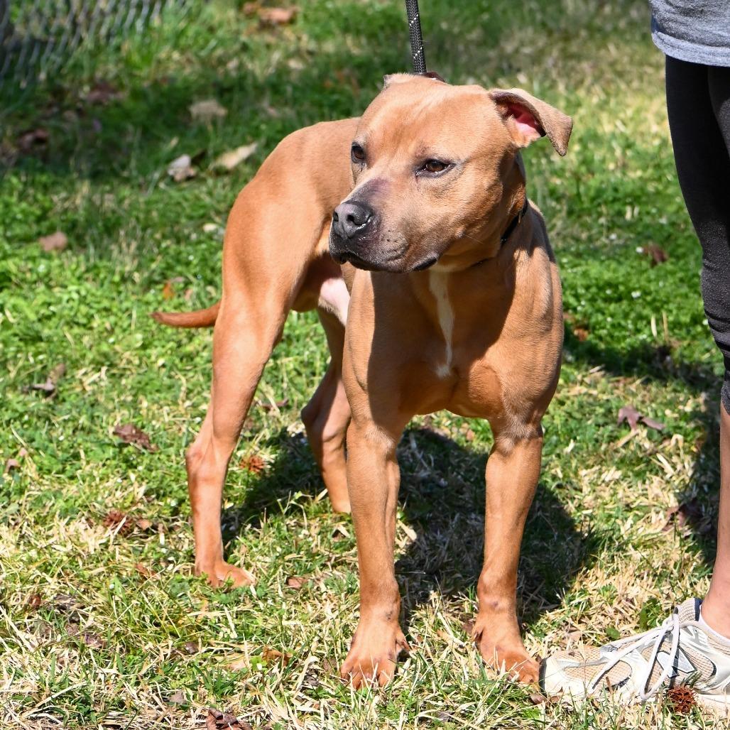 Enlarge Justin, a Adoptable Mixed Breed in Fredericksburg, VA image 1/3