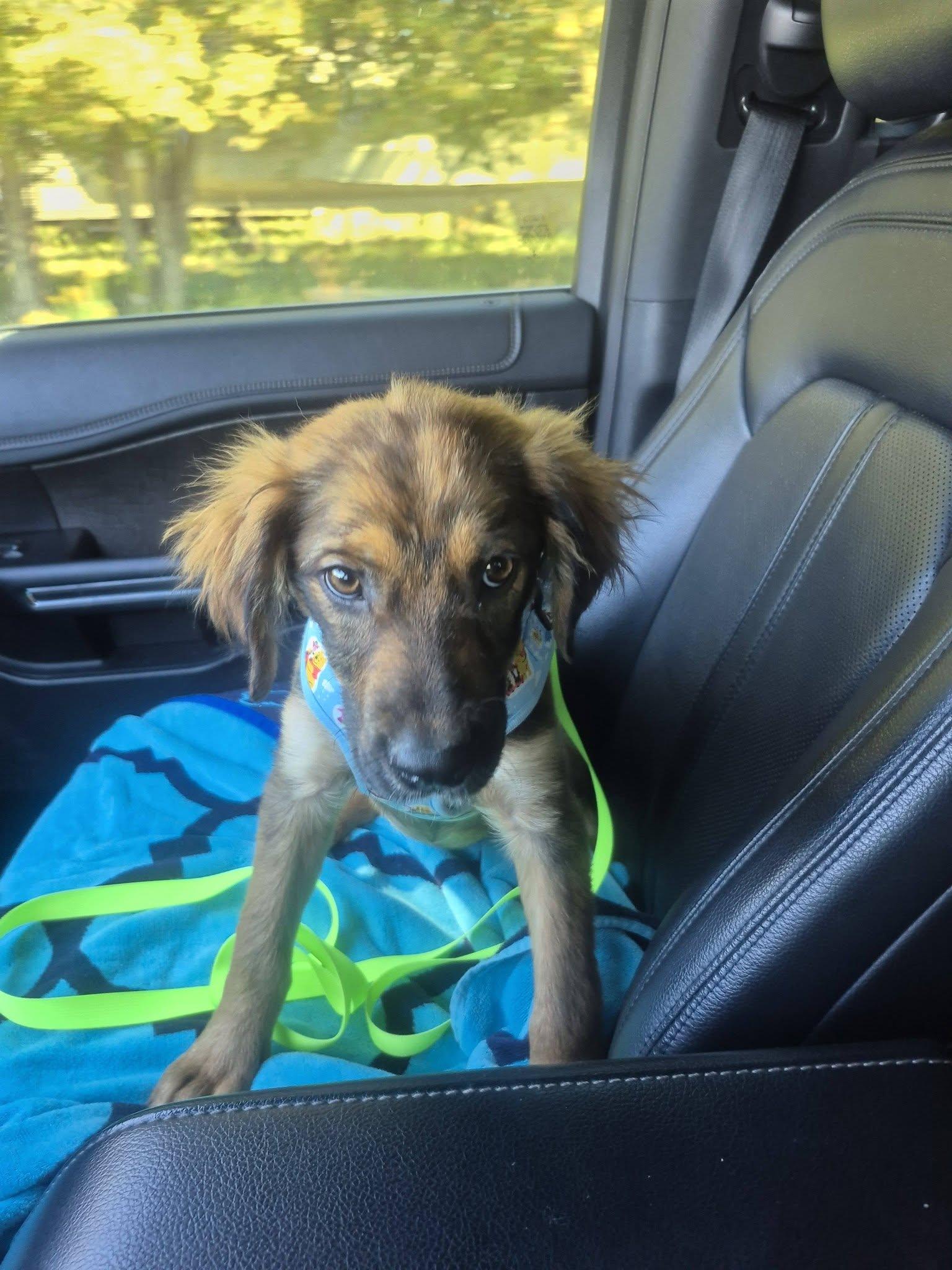 Enlarge Lilith, a Adoptable mixed breed in Woodstock, ON image 2/5