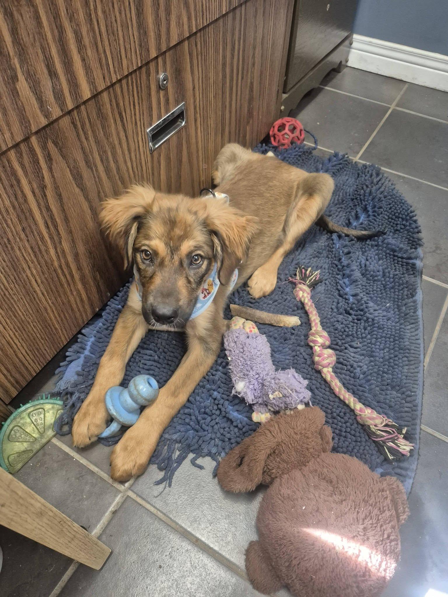 Lilith, Adoptable, Puppy Female Shepherd.