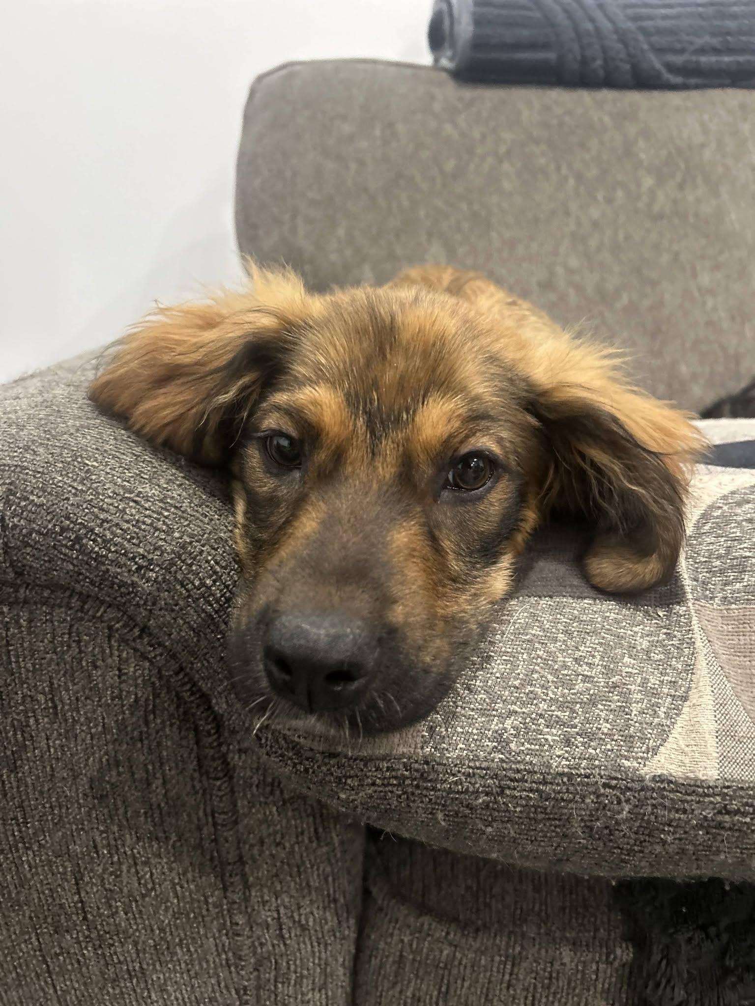 Enlarge Lilith, a Adoptable mixed breed in Woodstock, ON image 3/5