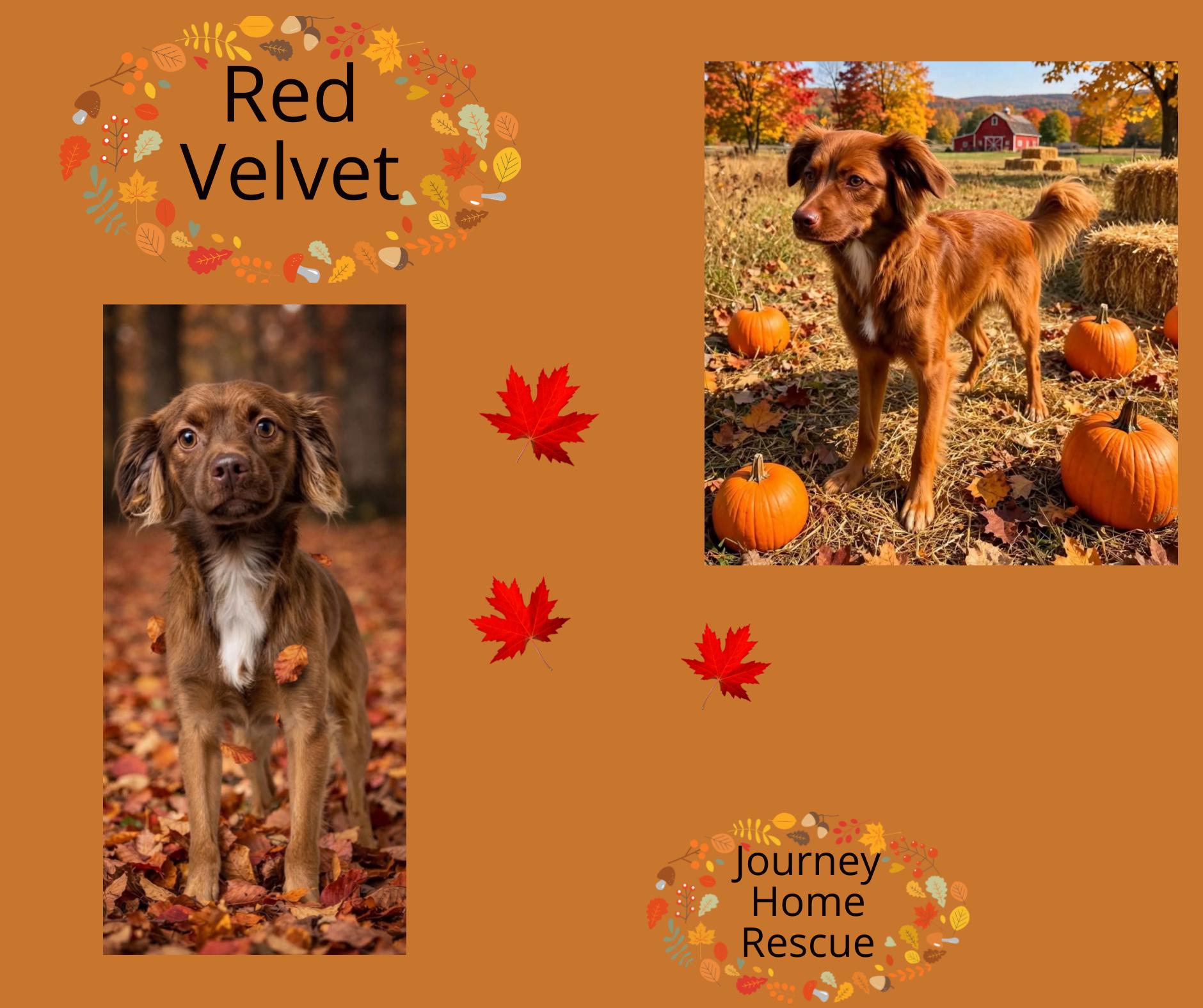 Enlarge Red Velvet, a Adopted mixed breed in East Wenatchee, WA image 1/1