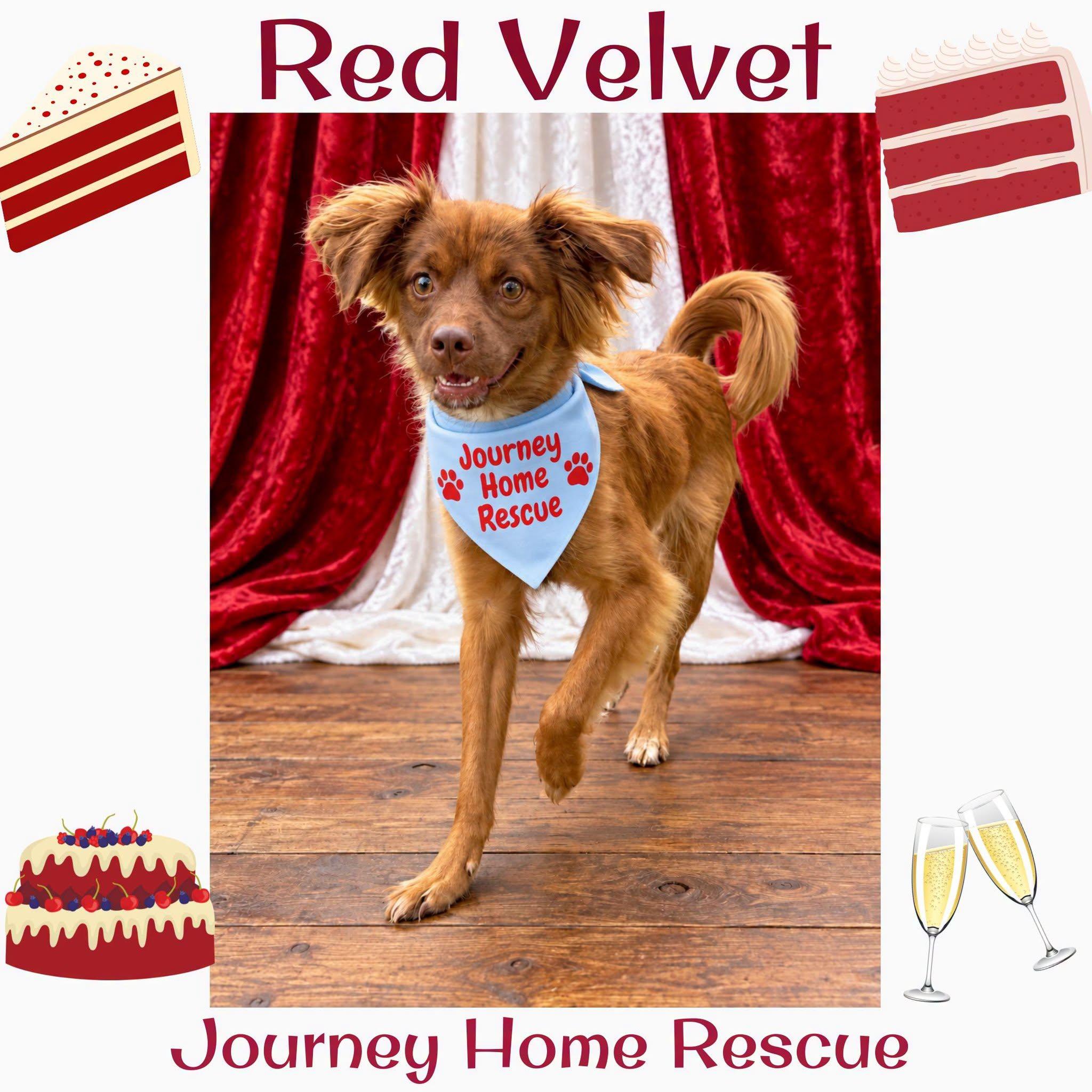 Red Velvet, a ADOPTABLE mixed breed in East Wenatchee, WA image 2/2