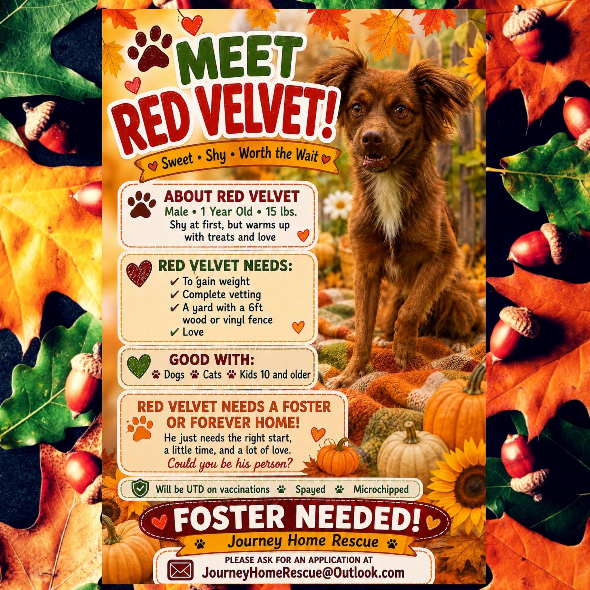 Red Velvet, a ADOPTABLE mixed breed in East Wenatchee, WA image 1/2