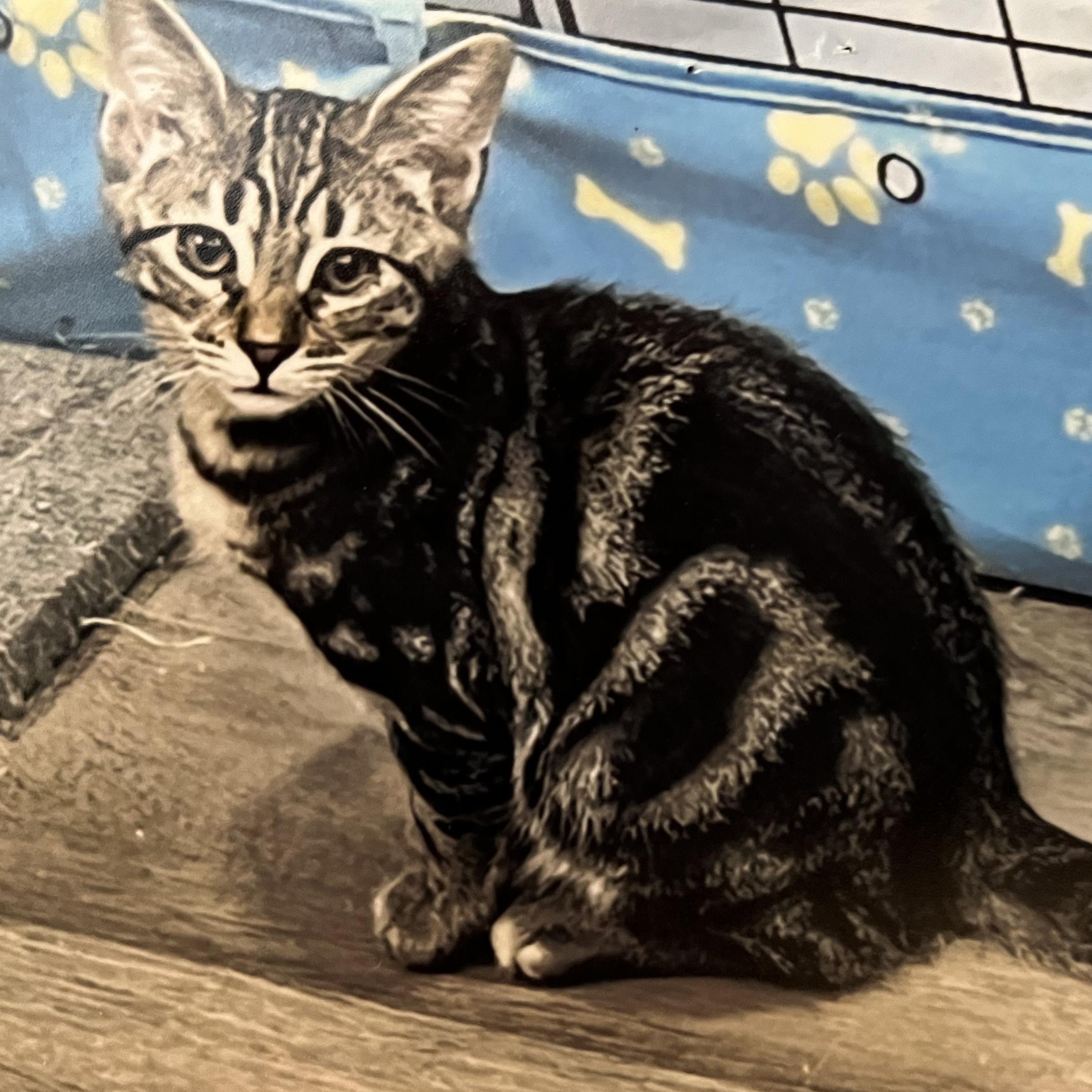 Billy, Adoptable, Kitten Male Tabby & Domestic Short Hair.