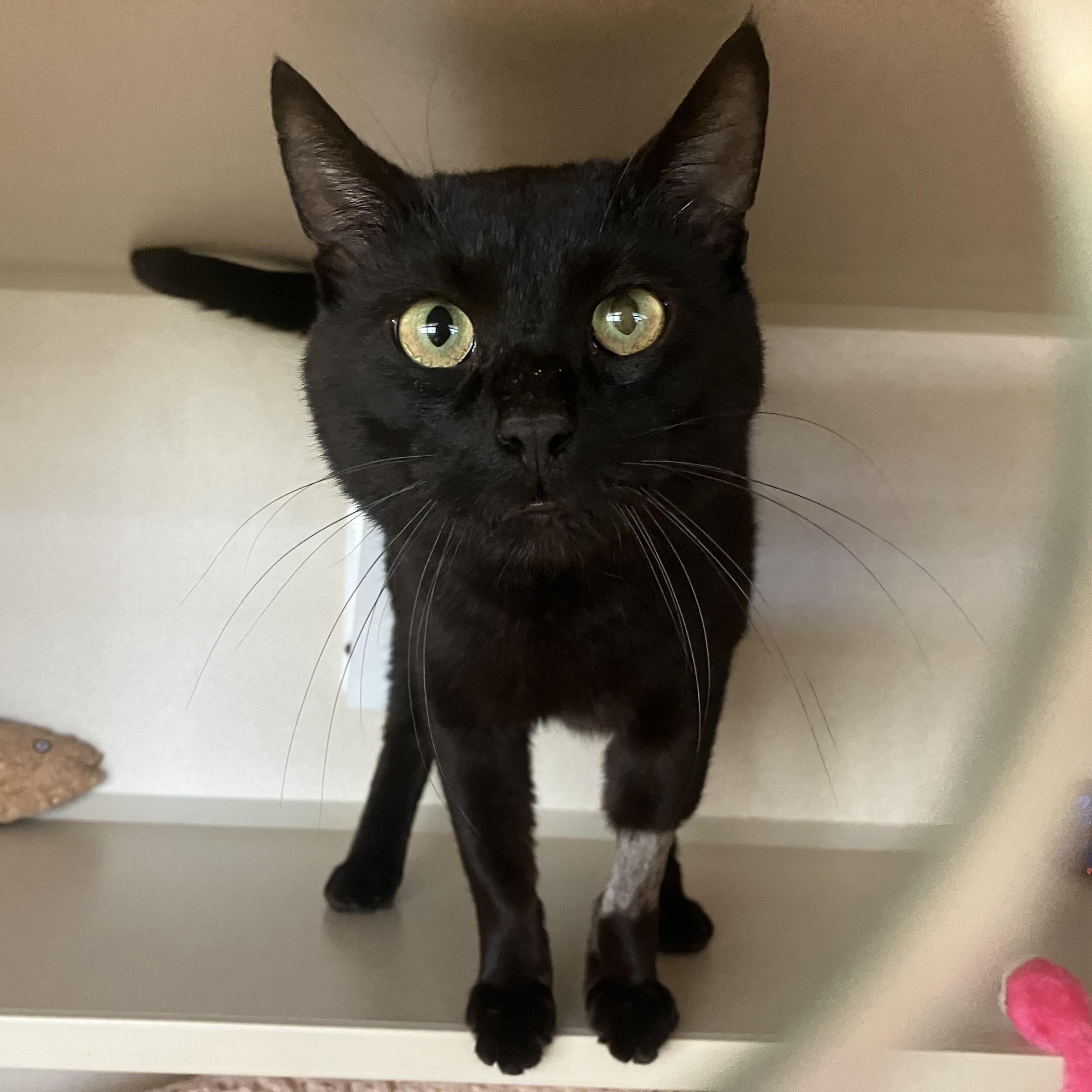 Enlarge Racer, an adopted Domestic Short Hair in Eatontown, NJ image 1/6