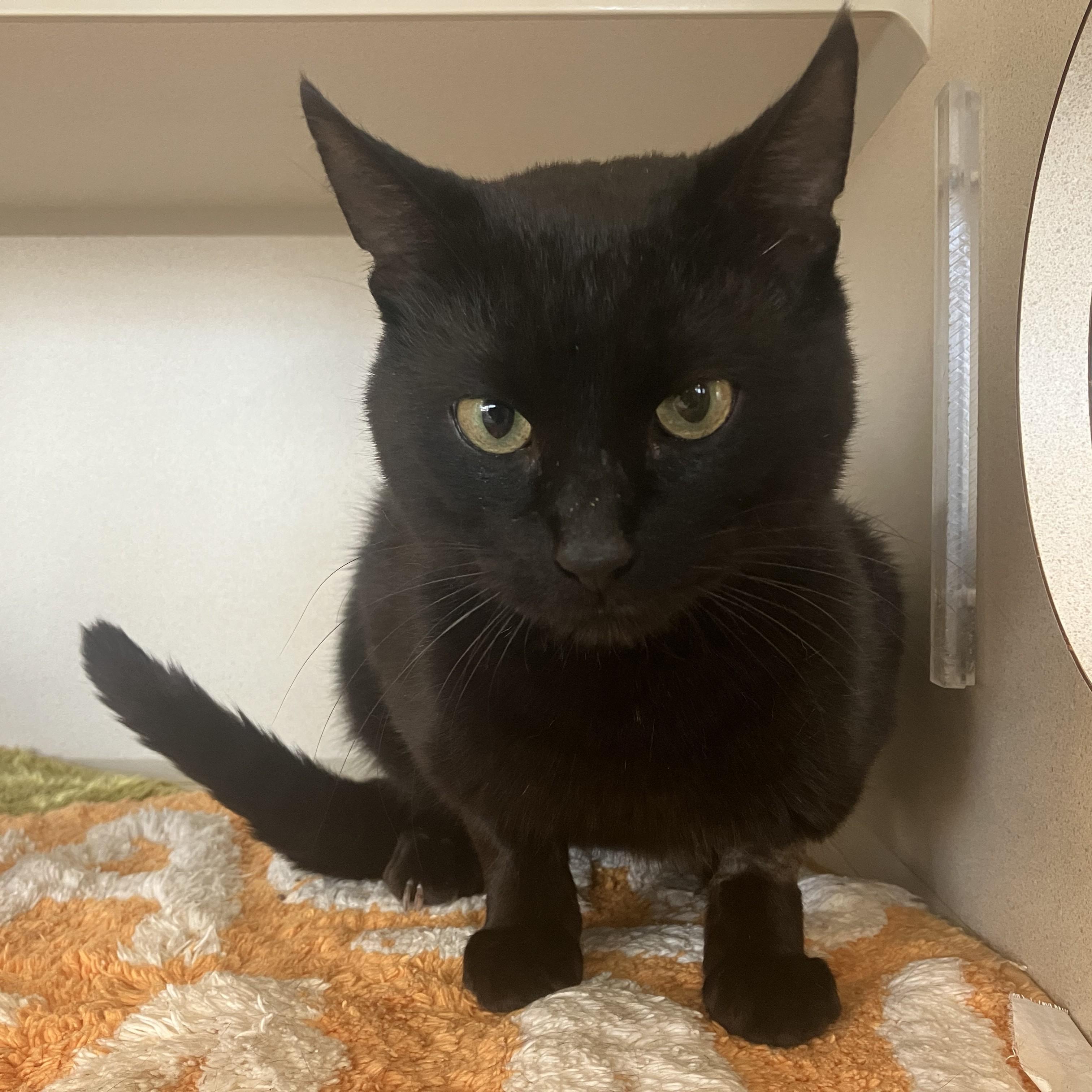 Enlarge Racer, an adopted Domestic Short Hair in Eatontown, NJ image 6/6