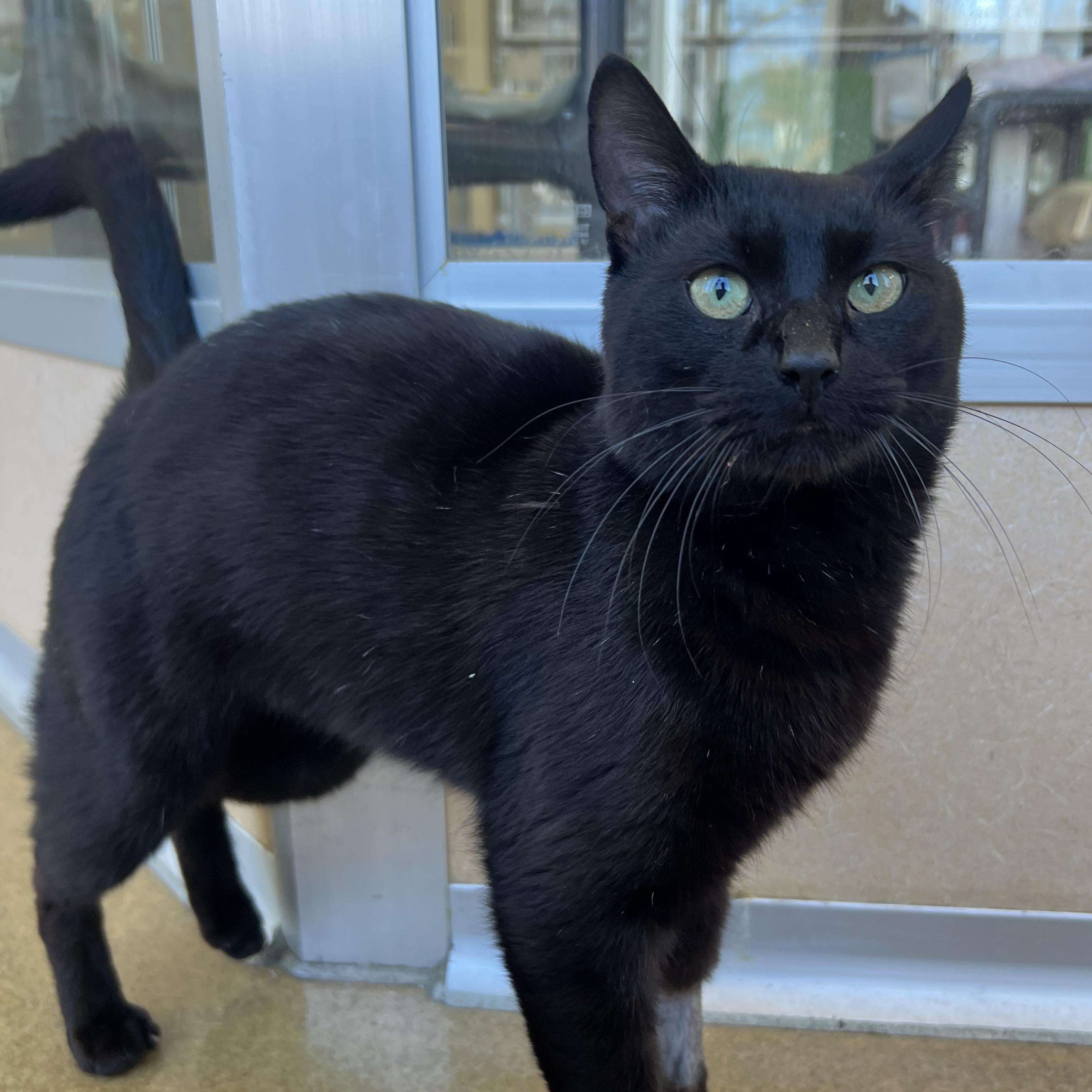 Enlarge Racer, an adopted Domestic Short Hair in Eatontown, NJ image 4/6