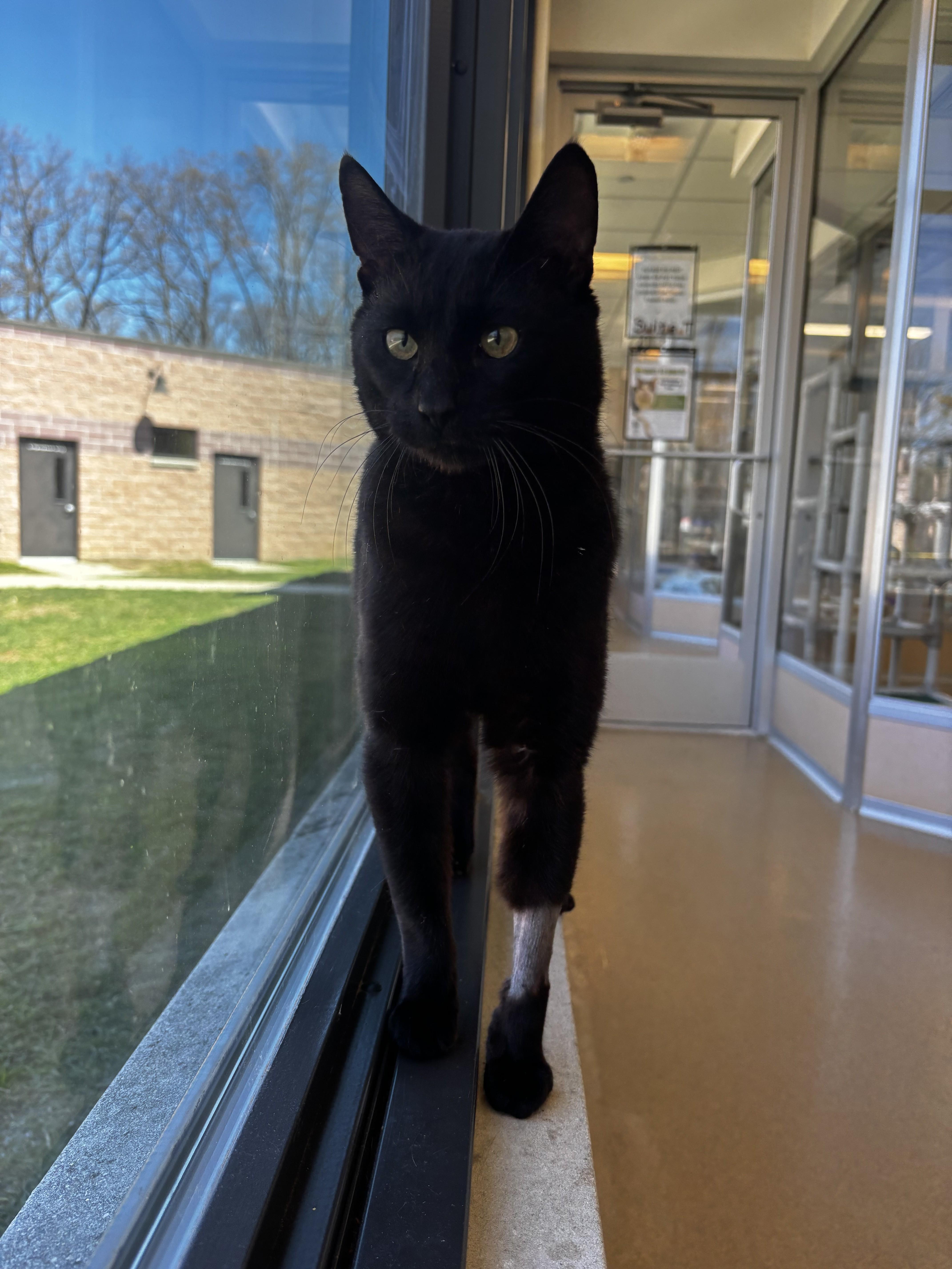 Enlarge Racer, an adopted Domestic Short Hair in Eatontown, NJ image 5/6