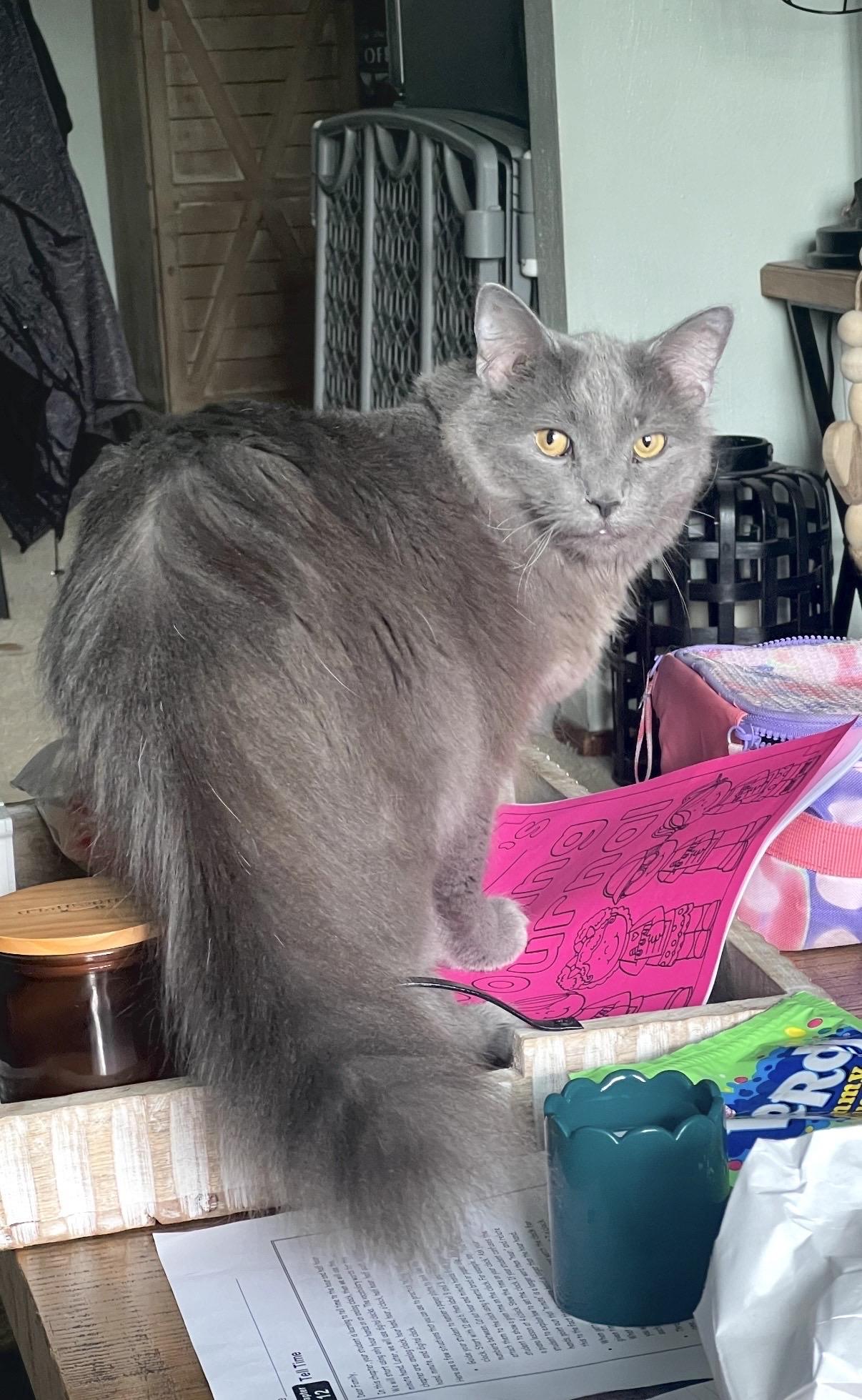 Enlarge Anastasia, a Adoptable Domestic Long Hair in Pittsburgh, PA image 4/6