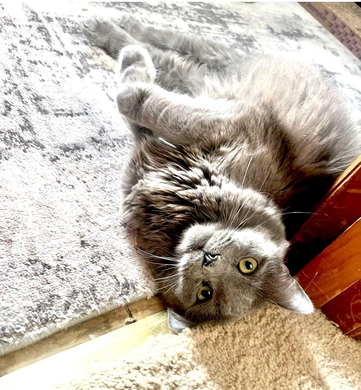 Enlarge Anastasia, a Adoptable Domestic Long Hair in Pittsburgh, PA image 5/6