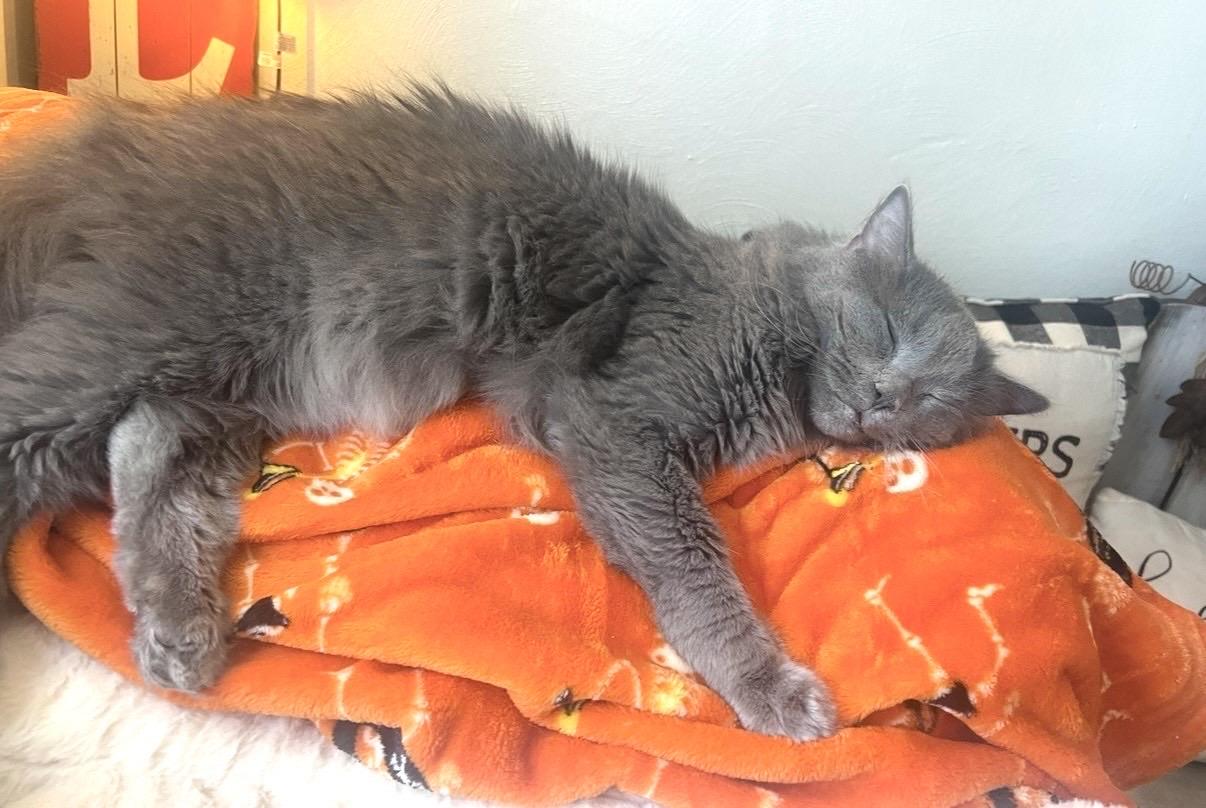 Enlarge Anastasia, a Adoptable Domestic Long Hair in Pittsburgh, PA image 3/6