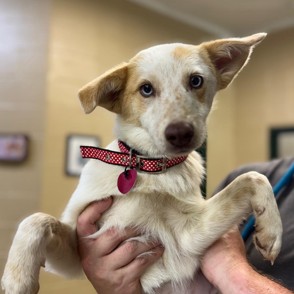ELIZABETH TAYLOR, Adoptable, Young Female Cattle Dog & Mixed Breed.