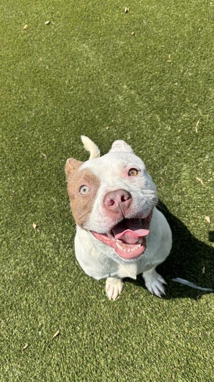 Rodney, Adoptable, Adult Male Mixed Breed & Mixed Breed.