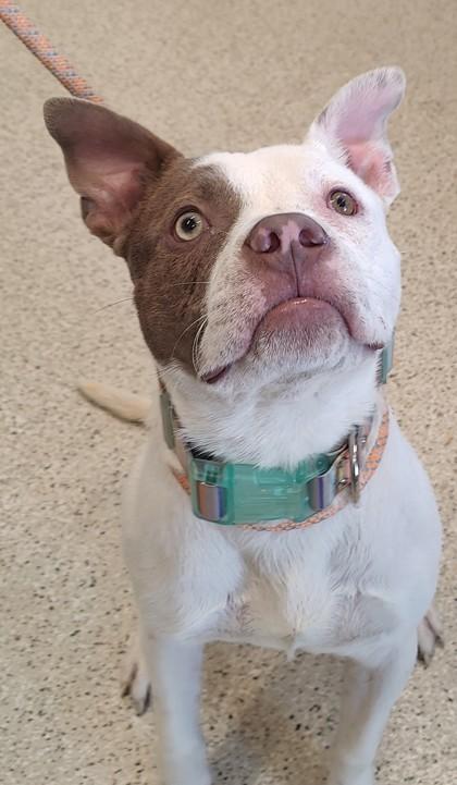 Enlarge Rodney, a Adoptable mixed breed in Lafayette, IN image 3/3