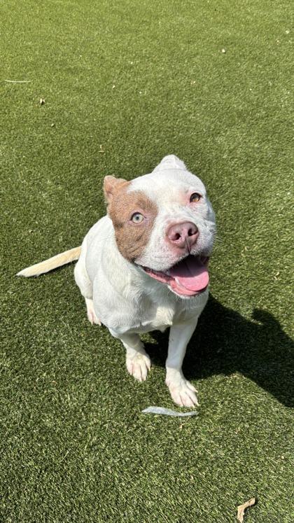 Rodney, Adoptable, Adult Male Mixed Breed & Mixed Breed.