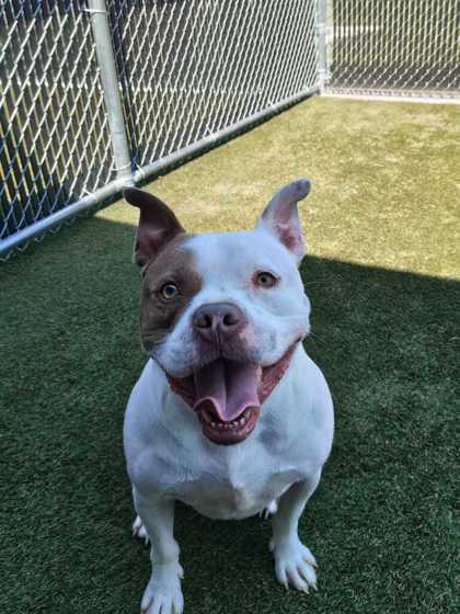 Enlarge Rodney, a Adoptable mixed breed in Lafayette, IN image 2/3