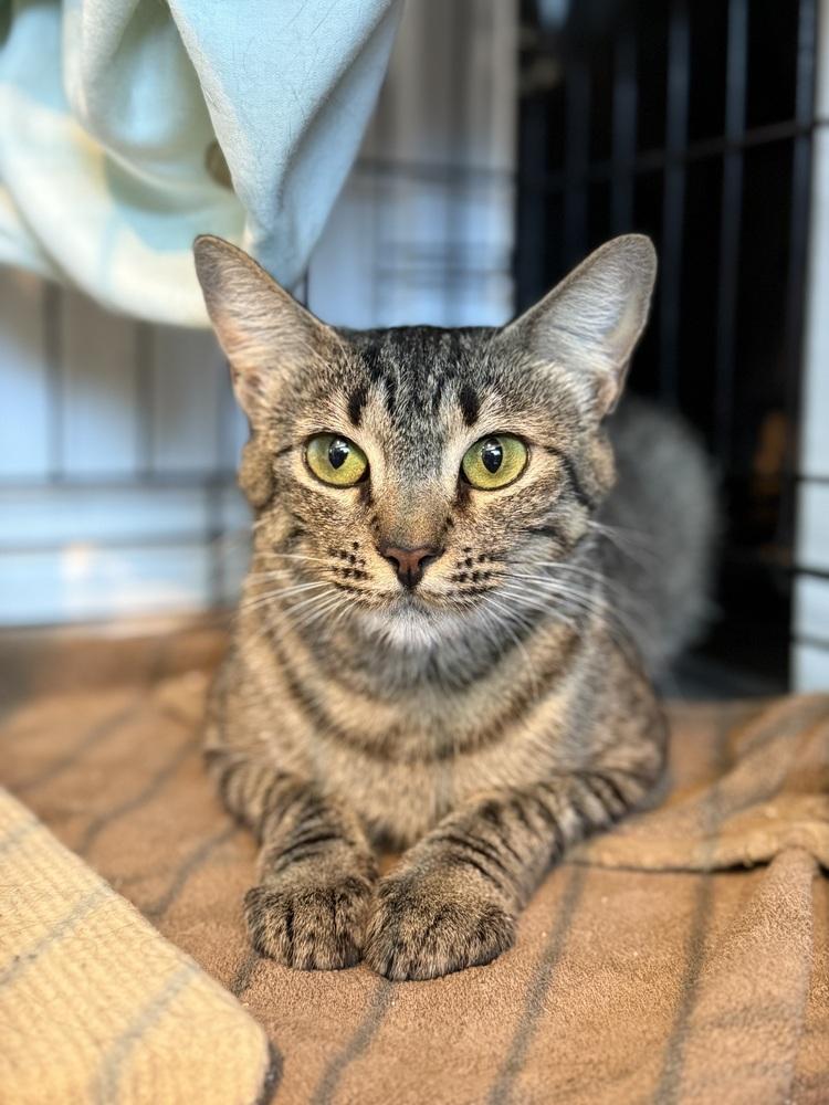 Blythe, Adoptable, Young Female Domestic Short Hair.