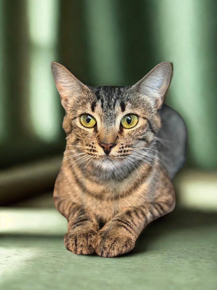 Enlarge Blythe, a Adoptable Domestic Short Hair in Statesboro, GA image 2/3