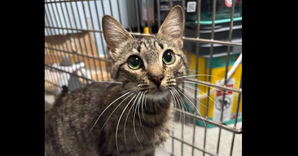 Blythe, a Adoptable Domestic Short Hair in Statesboro, GA image 2/2