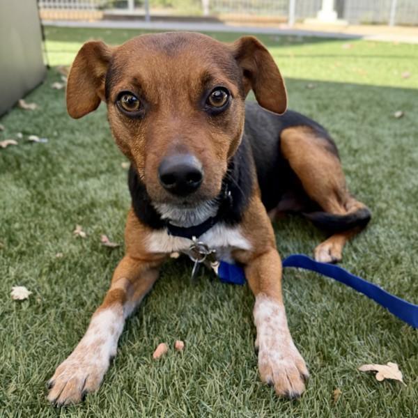 Enlarge Pumpkin, a Adoptable mixed breed in Walnut Creek, CA image 1/1