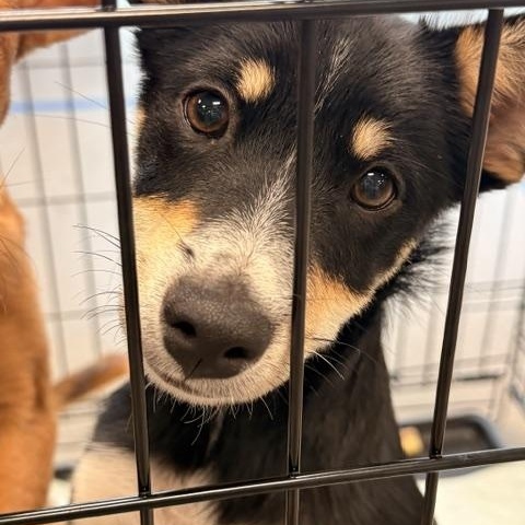 Enlarge MONTANA, a Adopted mixed breed in Austin, TX image 3/3