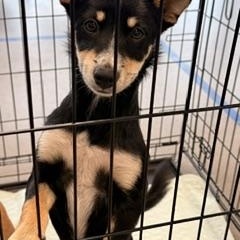 Enlarge MONTANA, a Adopted mixed breed in Austin, TX image 2/3