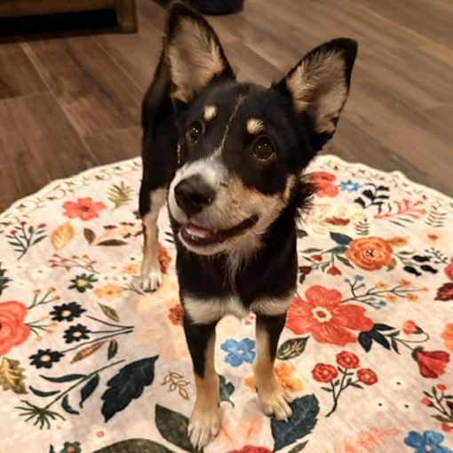 MONTANA, Adopted, Puppy Female Shiba Inu & Border Collie.