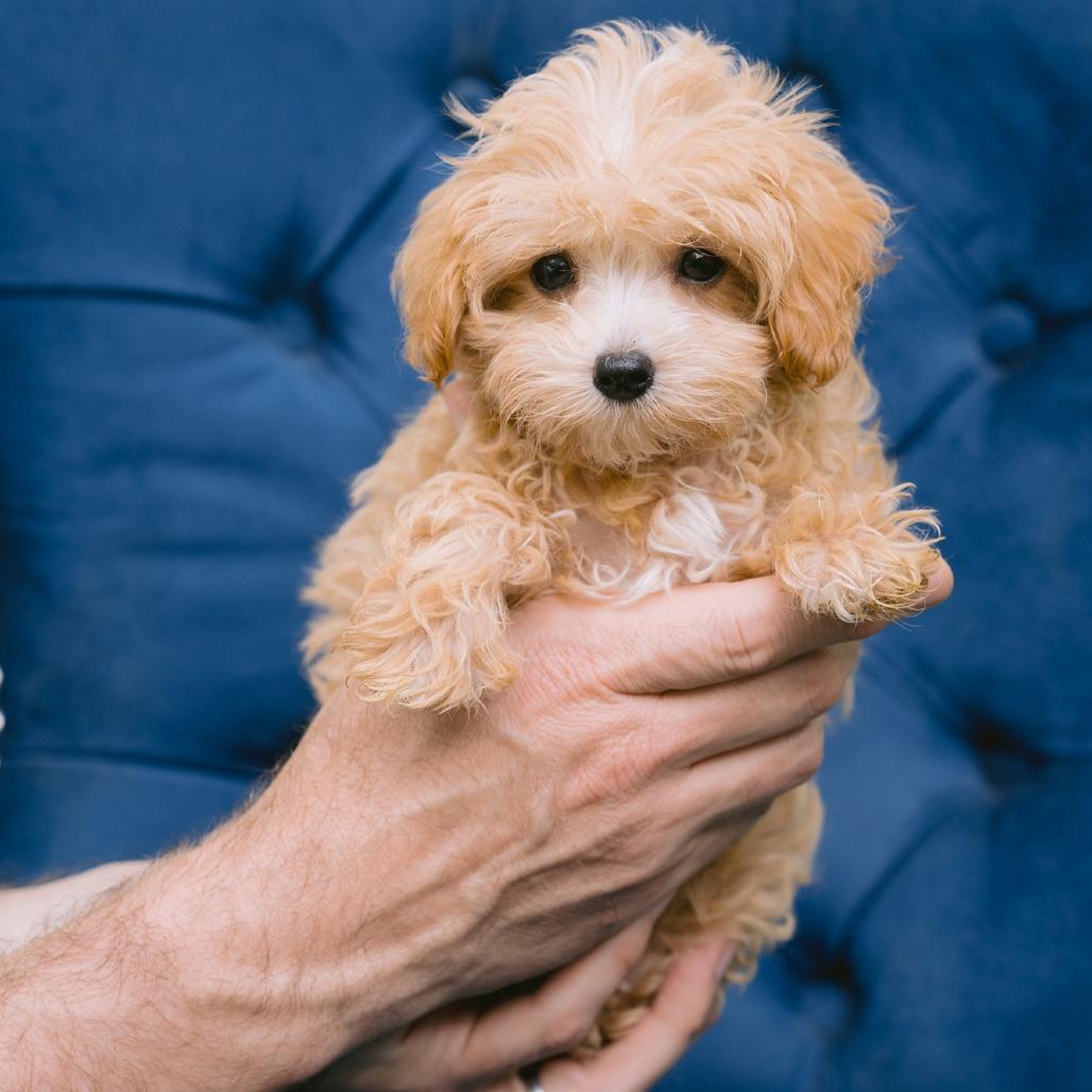 Enlarge Sheeta, an adopted Maltipoo in Zionsville, IN image 1/1