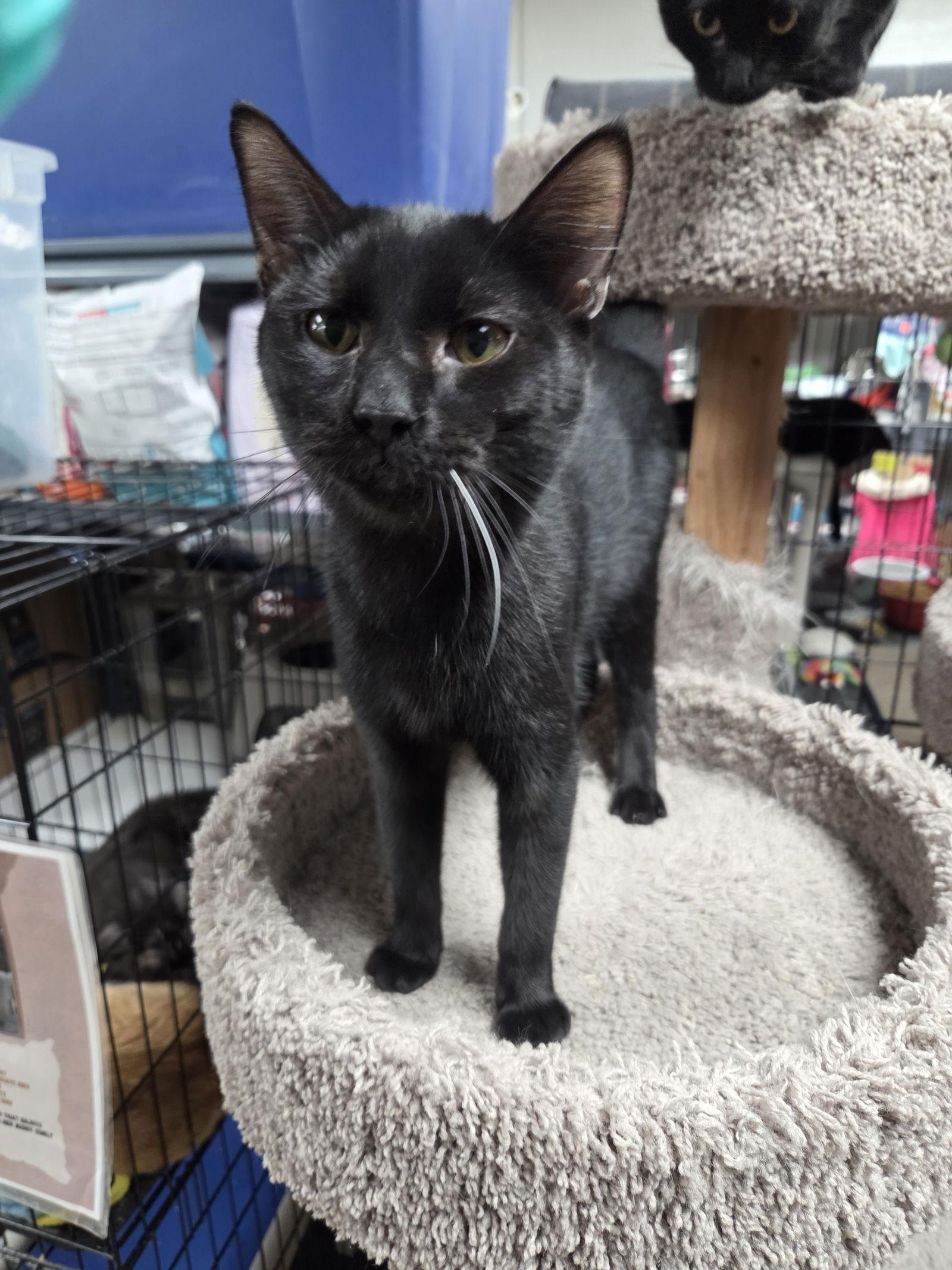 Enlarge Camilo, a Adoptable Domestic Short Hair in St. Ann, MO image 1/1