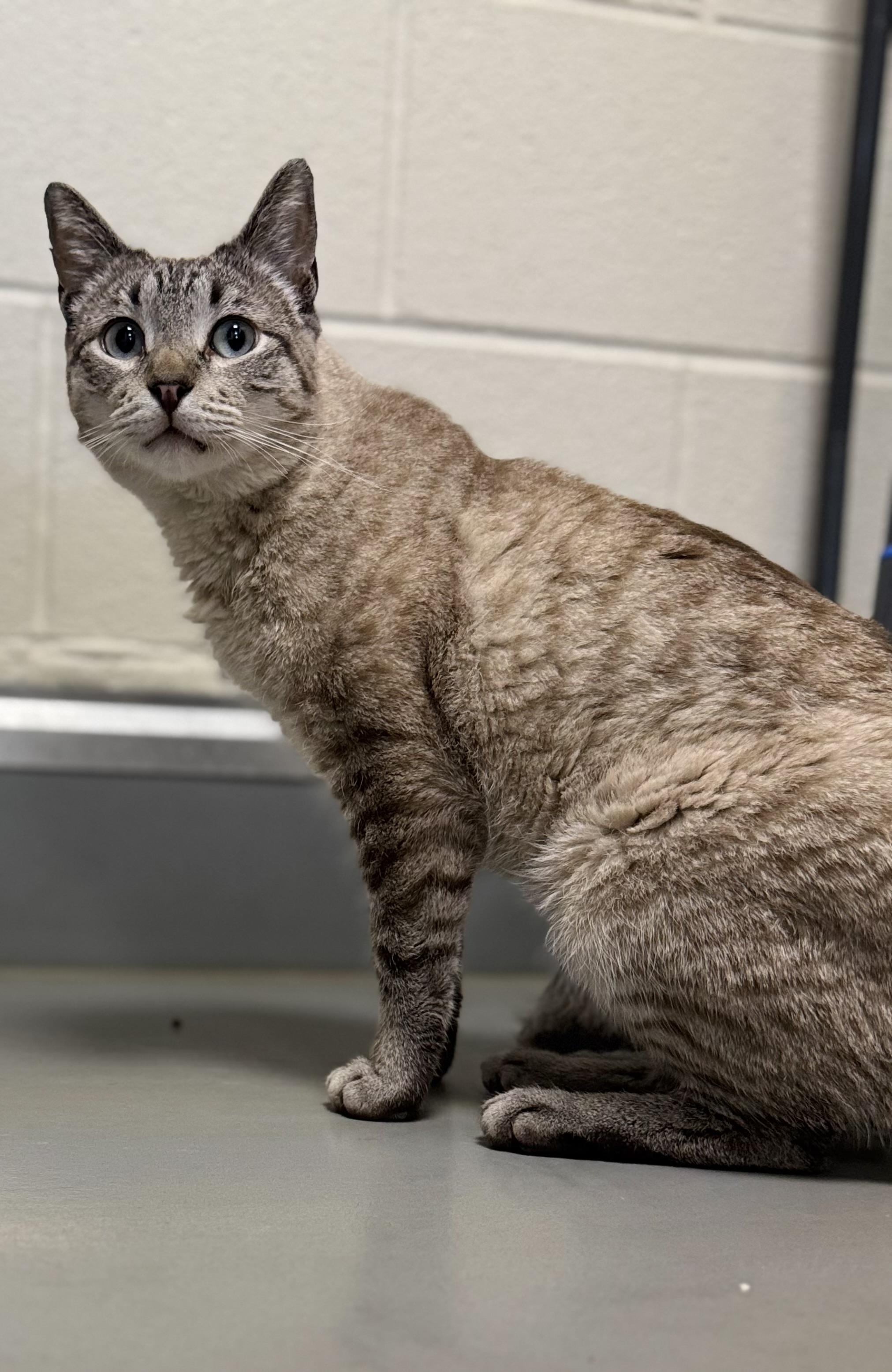 Enlarge Leonard, an adopted mixed breed in Eagle, CO image 3/3