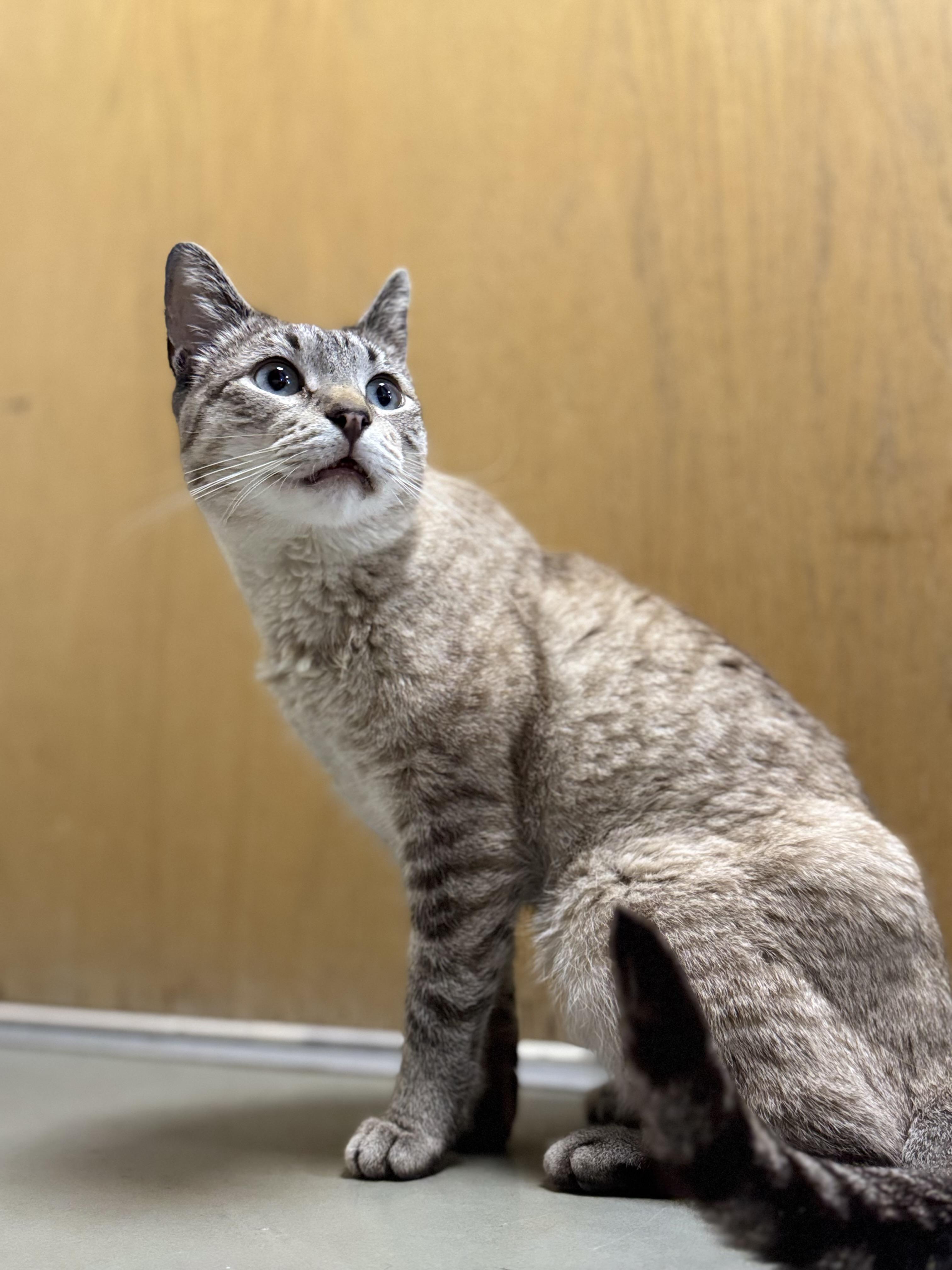 Enlarge Leonard, an adopted mixed breed in Eagle, CO image 2/3