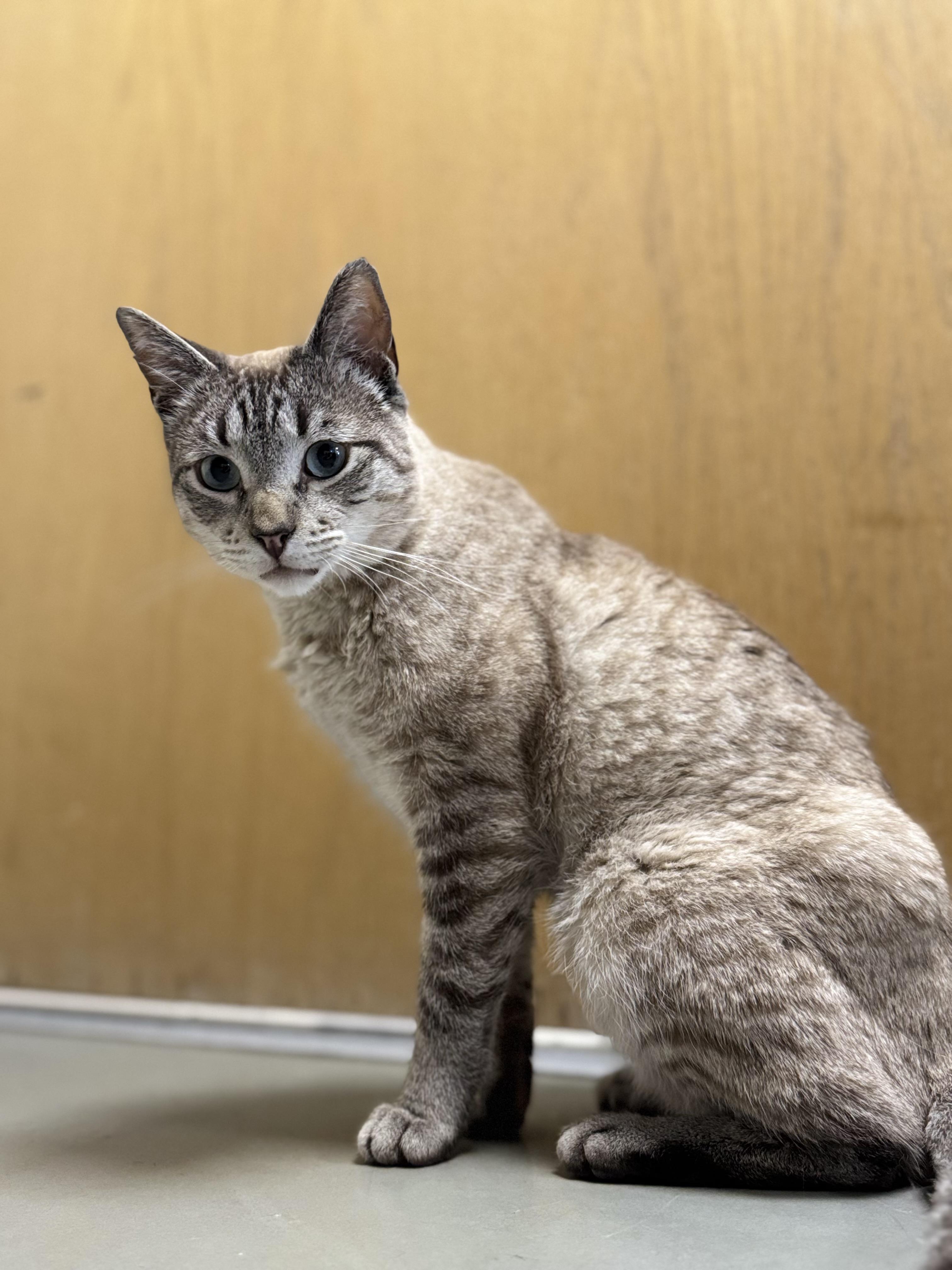Enlarge Leonard, an adopted mixed breed in Eagle, CO image 1/3
