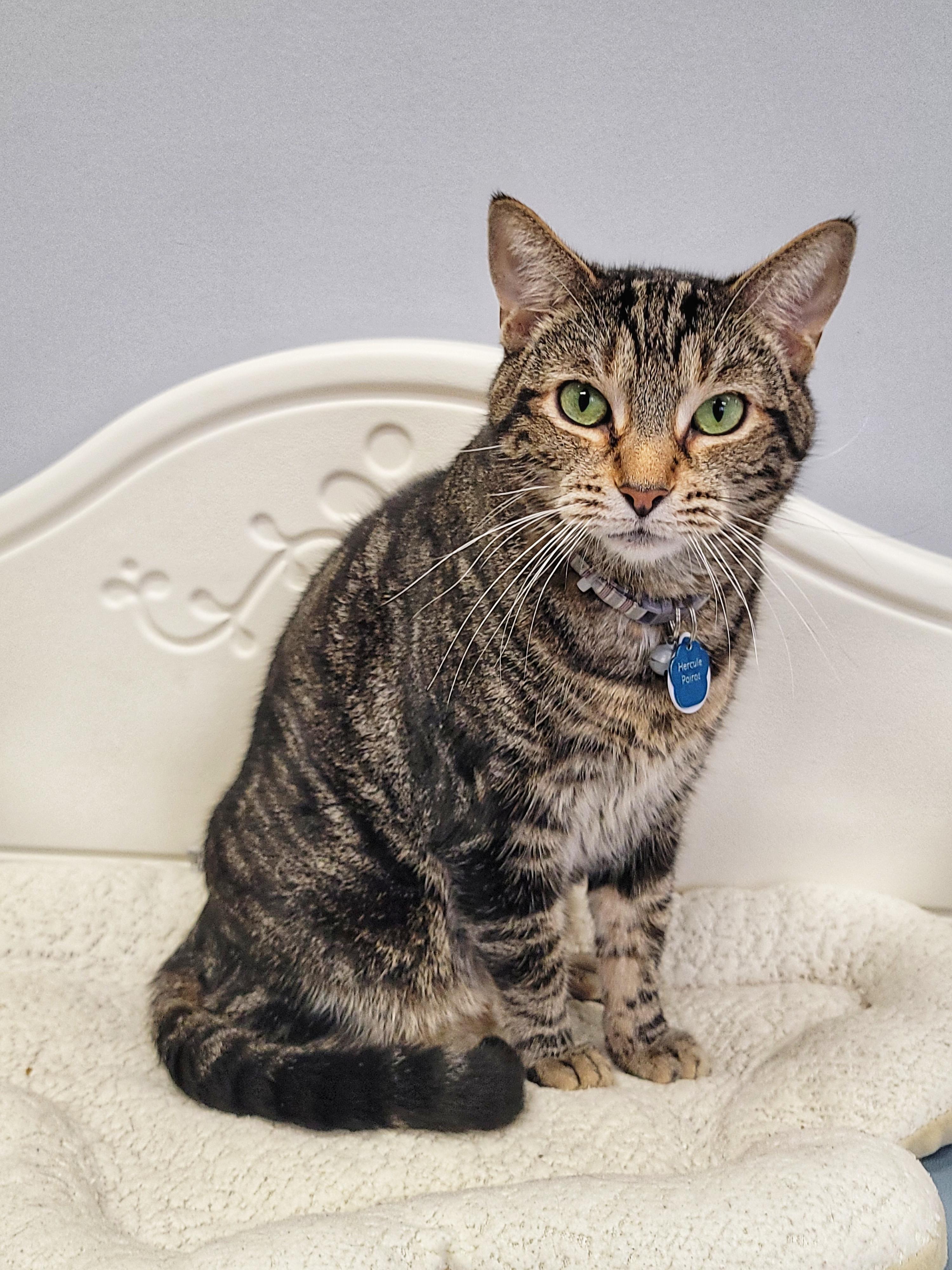 Hercule Poirot (part of a Bonded Pair with Miss Marple), ADOPTABLE, Adult Male Domestic Short Hair.