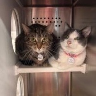 Enlarge Hercule Poirot (part of a Bonded Pair with Miss Marple), a ADOPTABLE Domestic Short Hair in Grand Rapids, MI image 3/4