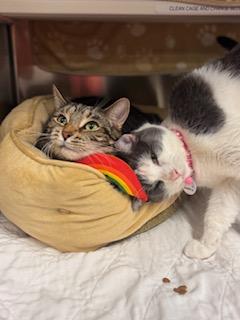 Enlarge Hercule Poirot (part of a Bonded Pair with Miss Marple), a ADOPTABLE Domestic Short Hair in Grand Rapids, MI image 2/4