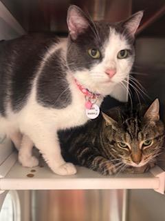 Enlarge Hercule Poirot (part of a Bonded Pair with Miss Marple), a ADOPTABLE Domestic Short Hair in Grand Rapids, MI image 4/4