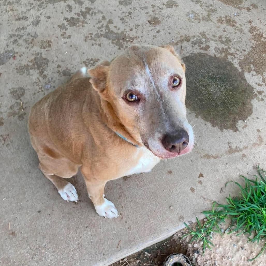 Aunt Bee, Adoptable, Senior Female Labrador Retriever.