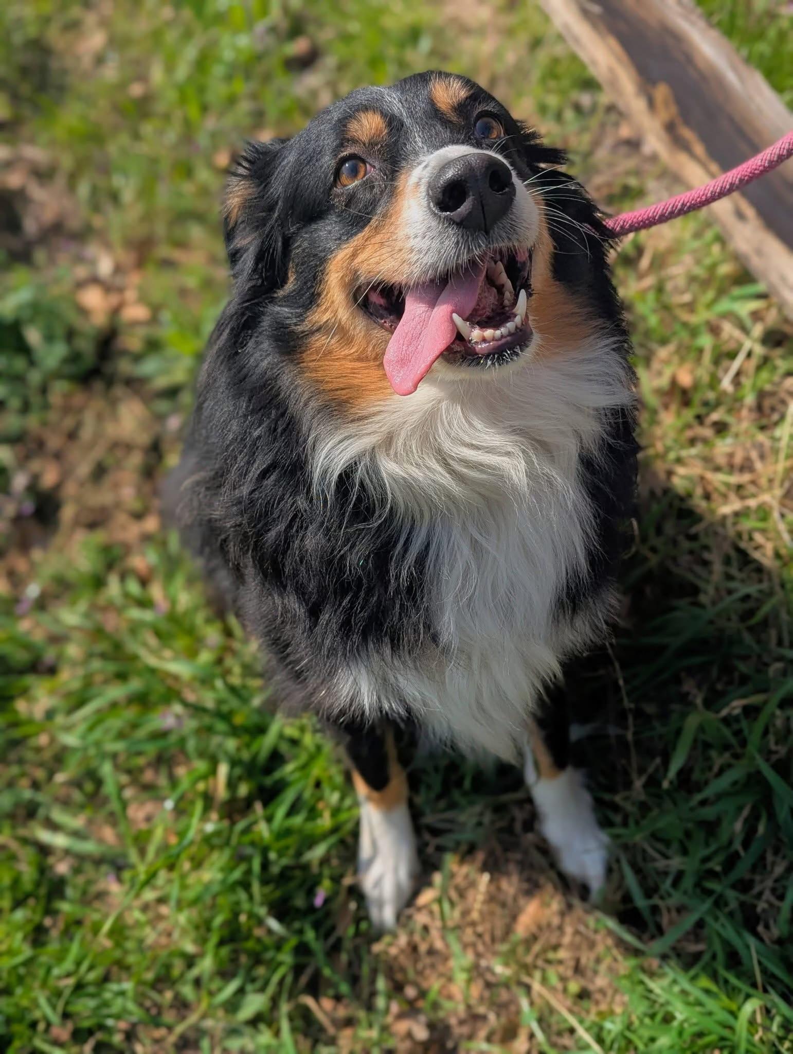 Enlarge Ms, Wiggle Pig, a ADOPTABLE Australian Shepherd in Mendham, NJ image 1/4